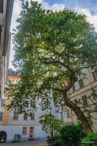 Моцарт, старое дерево и мальтийский орден